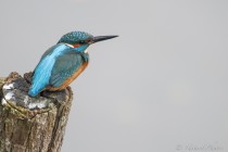 20121118-Martin-pecheur-0020.jpg