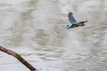 20121210-Martin-pecheur-0021.jpg