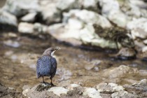 20130507-Cincle-plongeur-0044.jpg