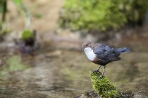 20130507-Cincle-plongeur-0059.jpg
