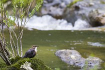 20130512-Cincle-plongeur-0073.jpg