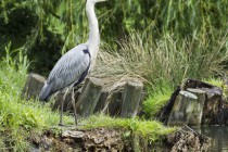 20140428-Heron-0001.jpg