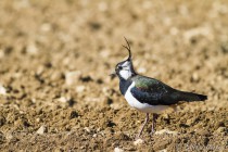 20100308-Vanneau-huppe-0003.jpg