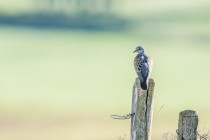 20100822-Tourterelle-des-bois-0001-2.jpg