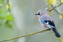 20120416-Geai-des-chenes-0004.jpg