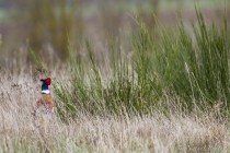 20100321-Faisan-de-colchide-0001.jpg