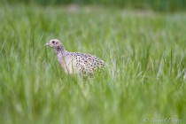 20100509-Faisan-de-colchide-0009.jpg
