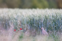 20100621-Perdrix-rouge-0005.jpg