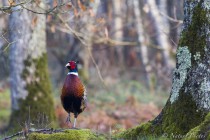 20110328-Faisan-de-colchide-0015.jpg