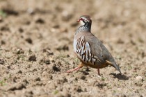 20120517-Perdrix-rouge-0002.jpg