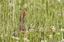 20130623-Perdrix-grise-0001.jpg