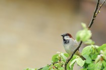 20090503-Moineau-domestique-0002.jpg