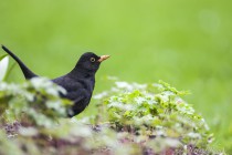20100405-Merle-noir-0001.jpg