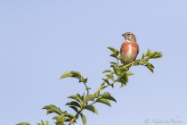 20110602-Linotte-melodieuse-0001-2.jpg