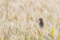 20110710-Bruant-0001-2.jpg