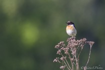 20120513-Tarier-patre-0008.jpg