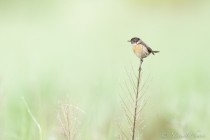 20120517-Tarier-patre-0017.jpg