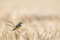 20120701-Begeronnette-printaniere-0001.jpg