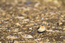20121204-Traquet-motteux-0001-2.jpg