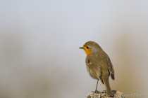 20130325-Rouge-gorge-0006.jpg
