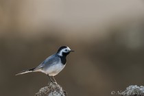20140309-Bergeronnette-grise-0001.jpg