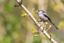 20140414-Mesange-a-longue-queue-0008.jpg