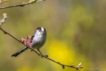 20140414-Mesange-a-longue-queue-0020.jpg