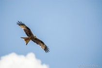 20090618-Milan-0001.jpg