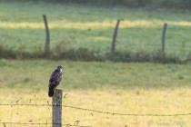 20100711-Buse-variable-0001.jpg