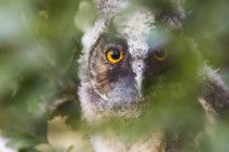 20100725-Hibou-moyen-duc-0006.jpg