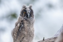 20100725-Hibou-moyen-duc-0009.jpg