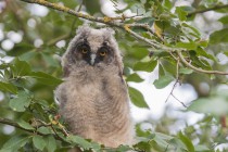 20100725-Hibou-moyen-duc-0013.jpg
