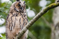 20100816-Hibou-moyen-duc-0018.jpg