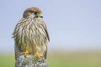 20100827-Faucon-crecerelle-0007.jpg