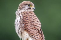 20100827-Faucon-crecerelle-0022.jpg