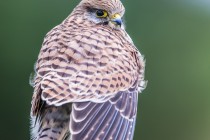 20100828-Faucon-crecerelle-0064.jpg