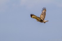 20110527-Buse-variable-0006.jpg
