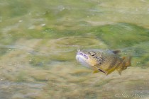 20140508-Truite-0001.jpg