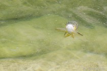 20140508-Truite-0002.jpg