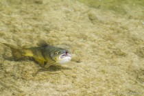 20140508-Truite-0003.jpg