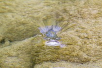 20140508-Truite-0004.jpg