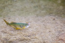 20140508-Truite-0005.jpg