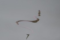 20110710-Couleuvre-a-collier-0001-2.jpg