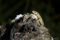 20140907-lezard-des-murailles-0006.jpg