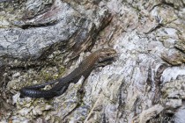 20140907-lezard-des-murailles-0018.jpg