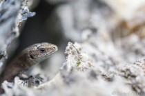 20140907-lezard-des-murailles-0024.jpg